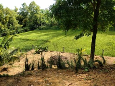 The paddy farm that borders our villa
