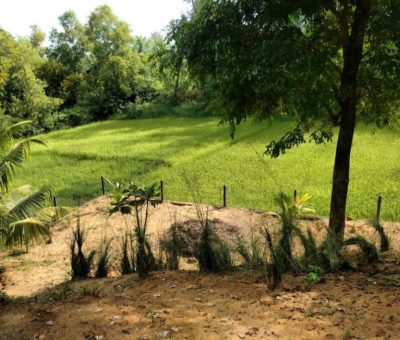 The paddy farm that borders our villa