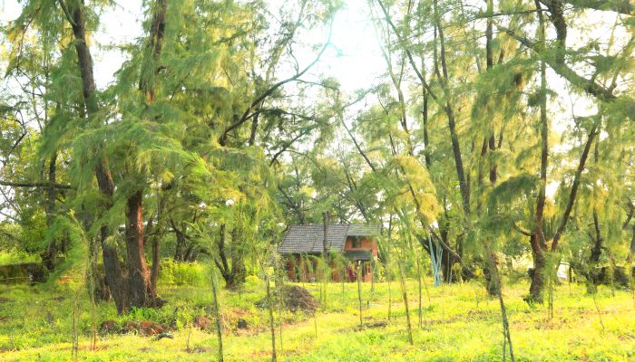 The villa is nestled in casuarina trees. View from the East.