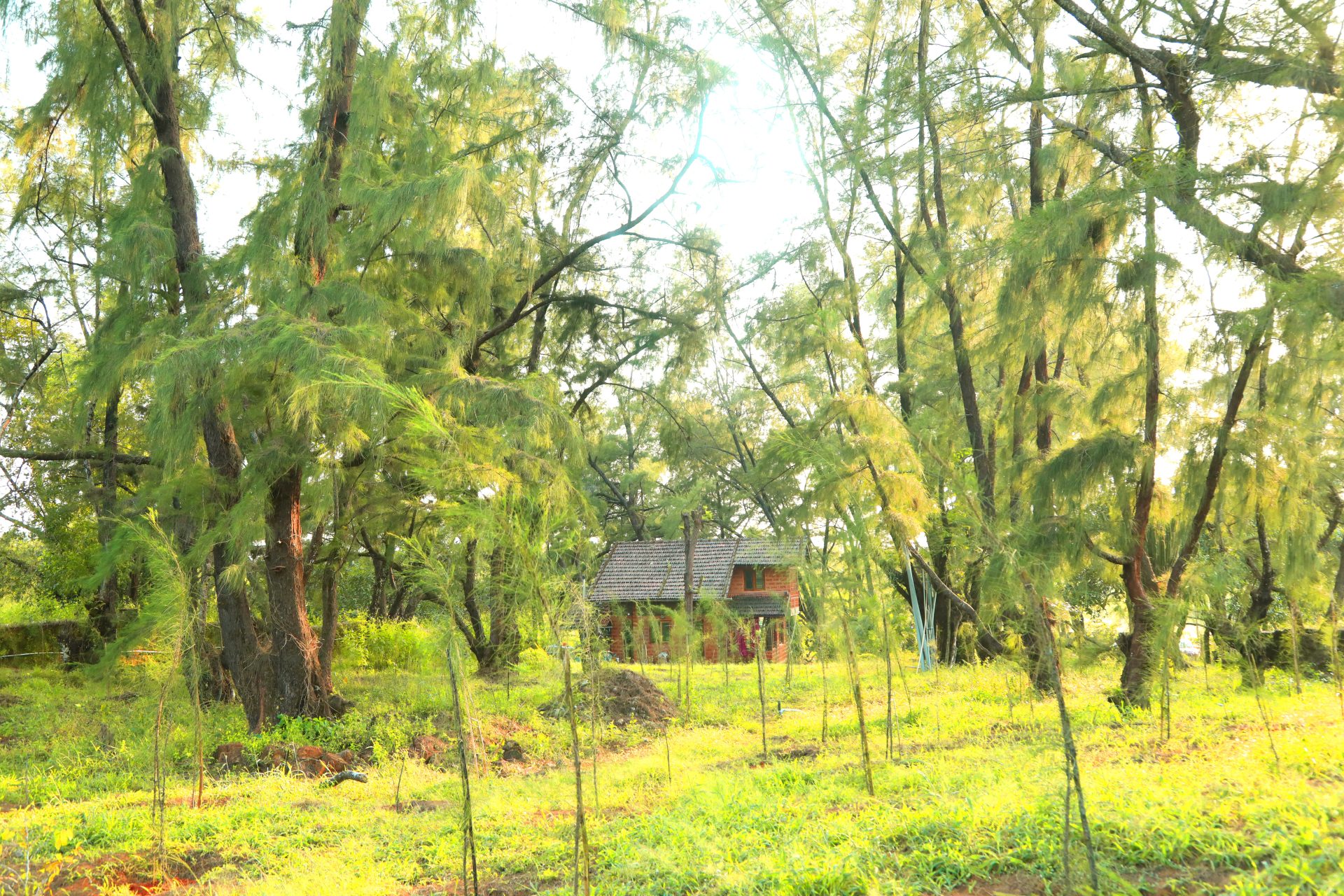 The villa is nestled in casuarina trees. View from the East.
